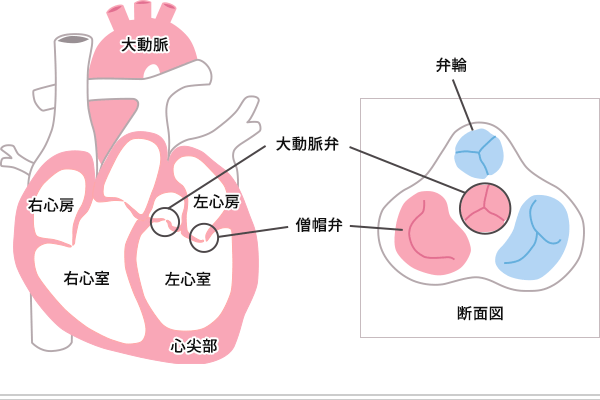 心臓のしくみ・働きについて